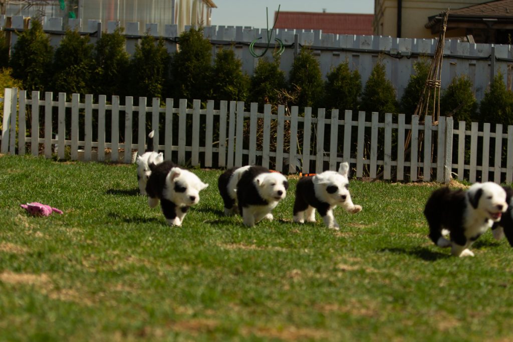 Щенки от Moscow Dream Bratec Medvezhonok Push и Furry Miracle Galatea
