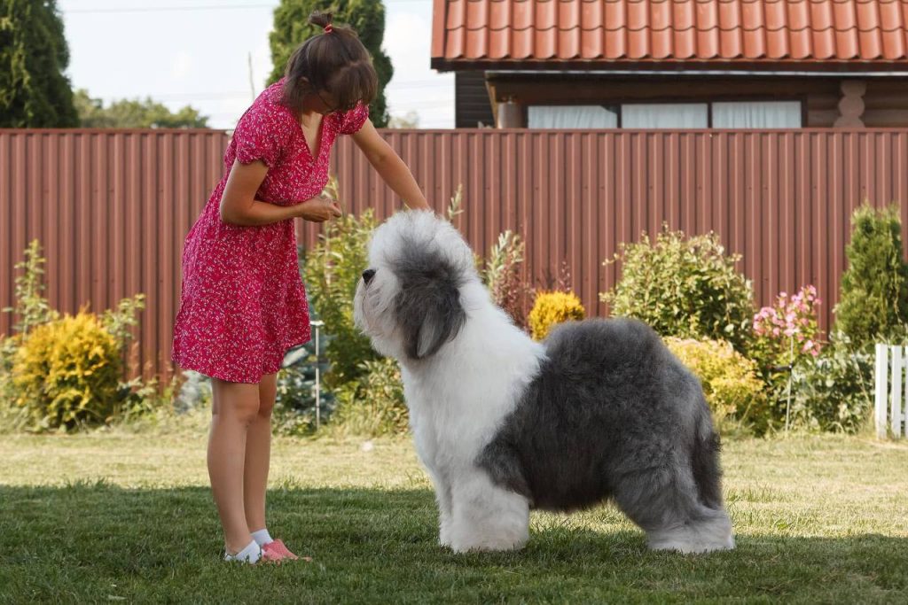 Собака FURRY MIRACLE GALATEA