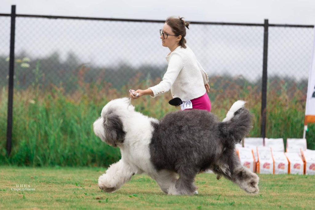 Собака FURRY MIRACLE GALATEA