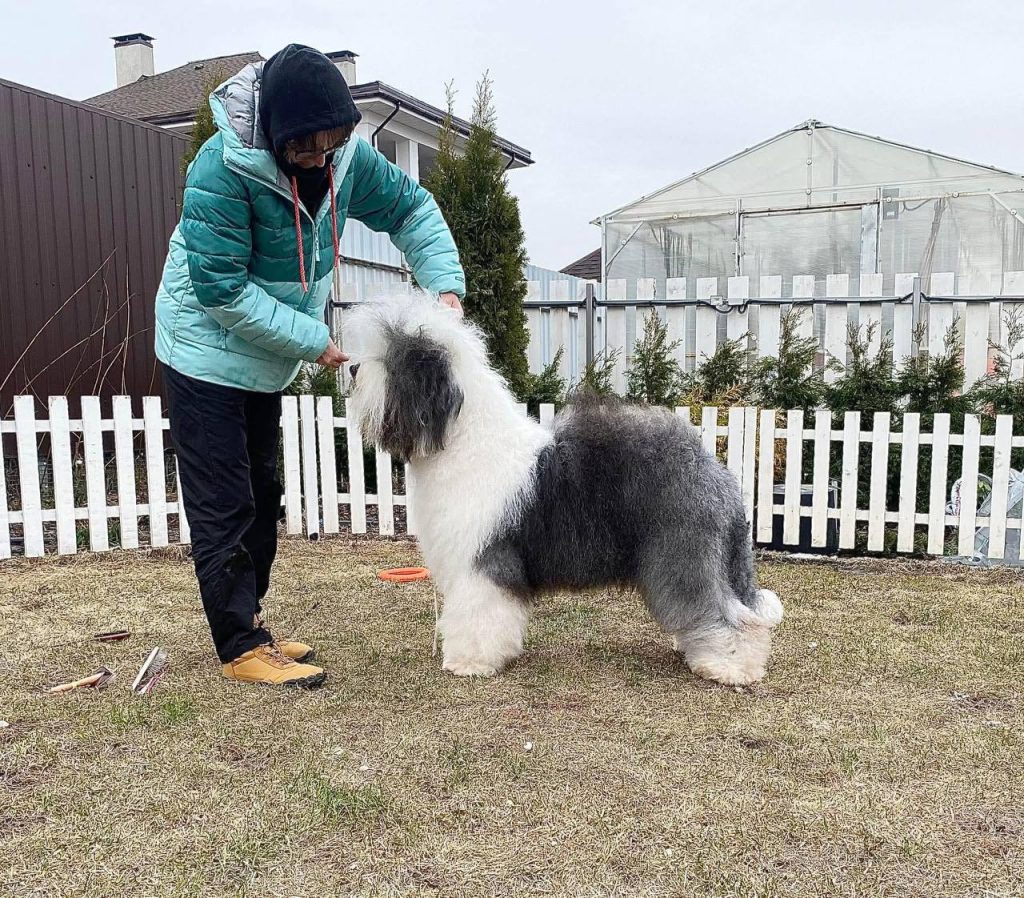Собака FURRY MIRACLE GALATEA