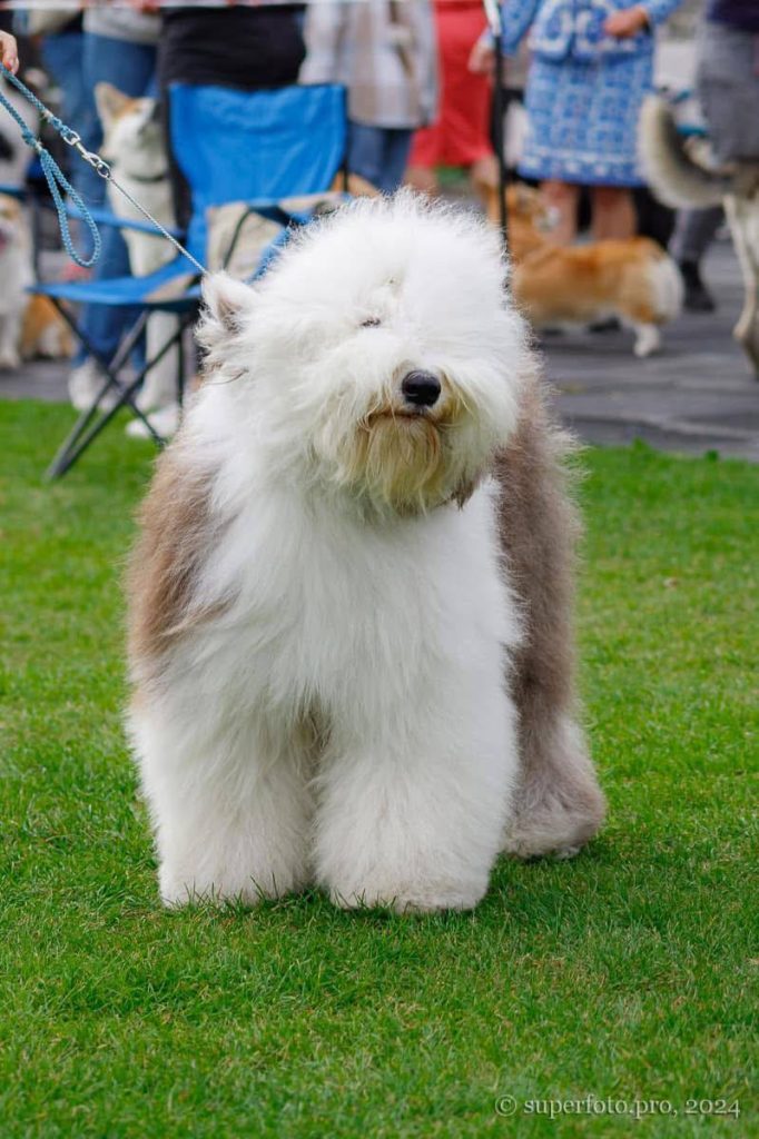 Собака FURRY MIRACLE NEW WONDER