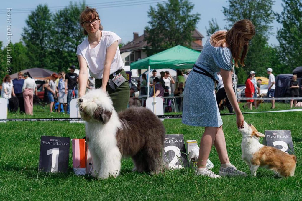 Собака FURRY MIRACLE NEW WONDER