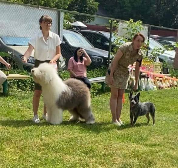 Собака FURRY MIRACLE NUMBER ONE