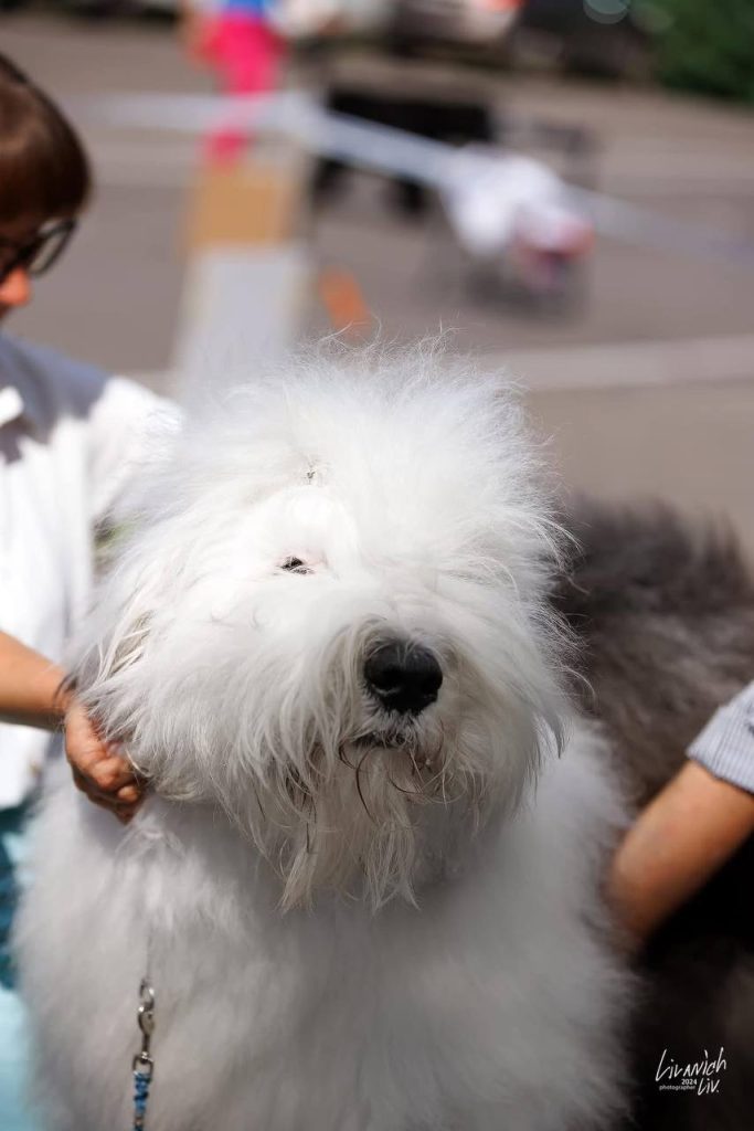 Собака FURRY MIRACLE NUMBER ONE