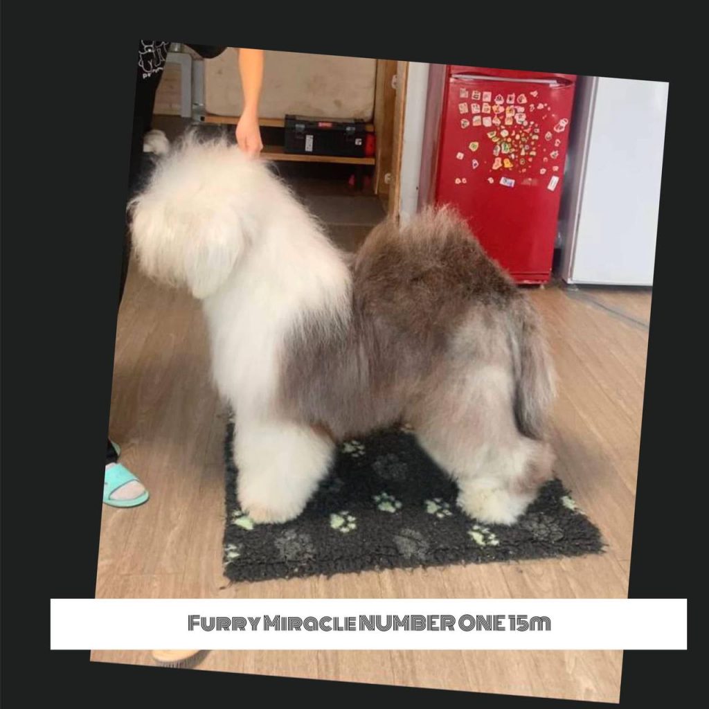 Собака FURRY MIRACLE NUMBER ONE
