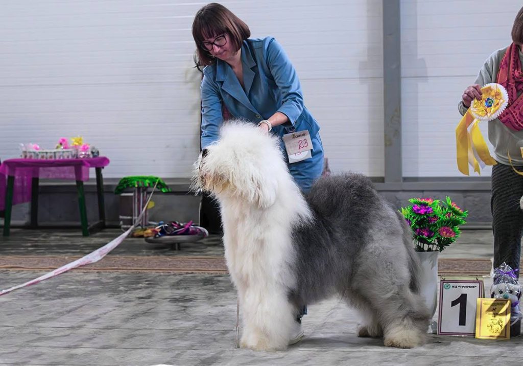 Собака FURRY MIRACLE NUMBER ONE