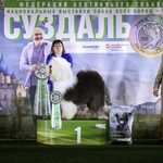 Собака FURRY MIRACLE ZIGZAG ZOOMER