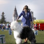 Собака FURRY MIRACLE ZIGZAG ZOOMER
