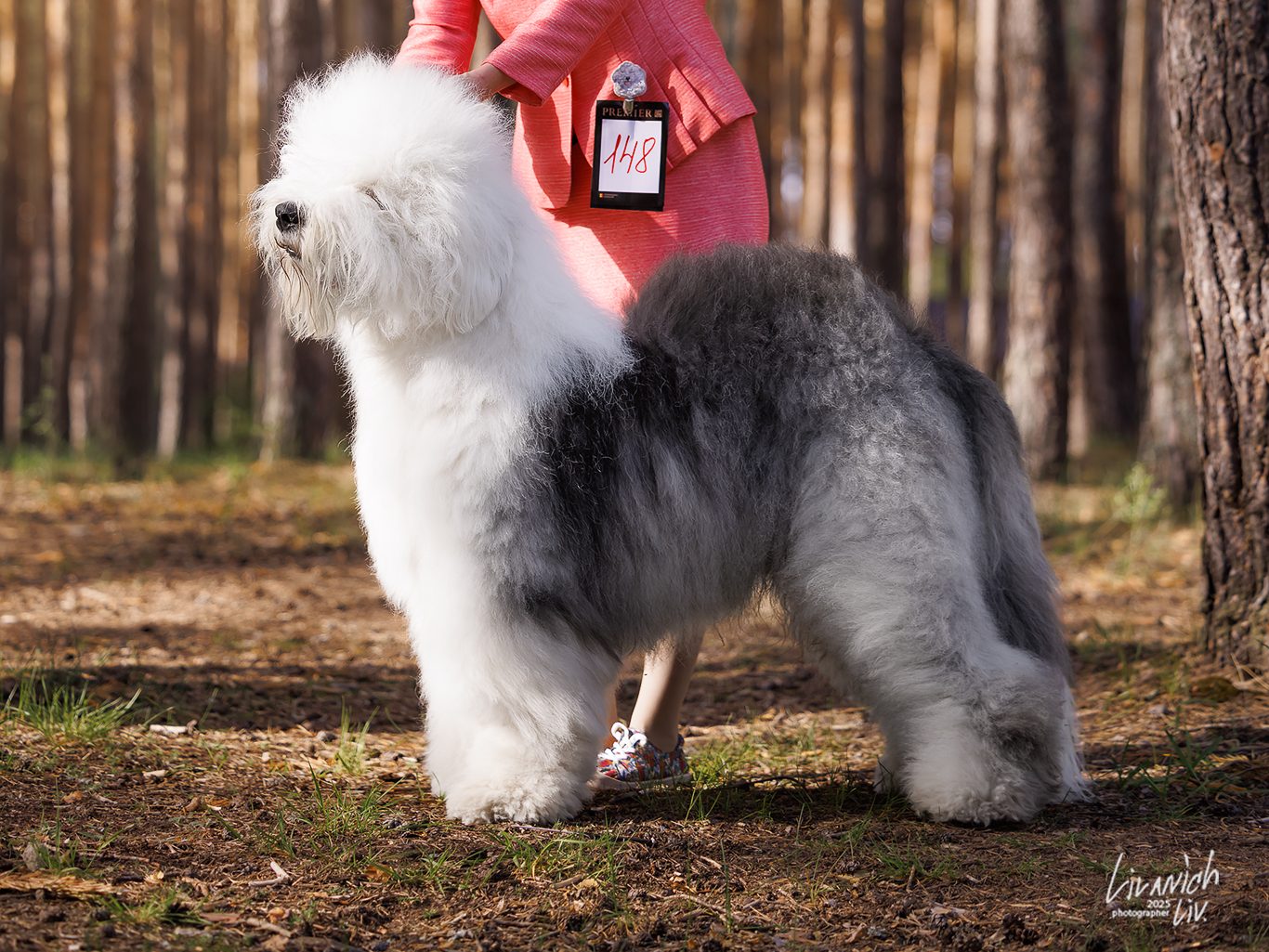 GCH FURRY MIRACLE NUMBER ONE