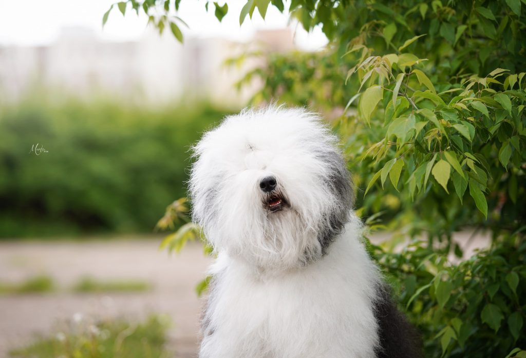 Собака FURRY MIRACLE NEW WONDER