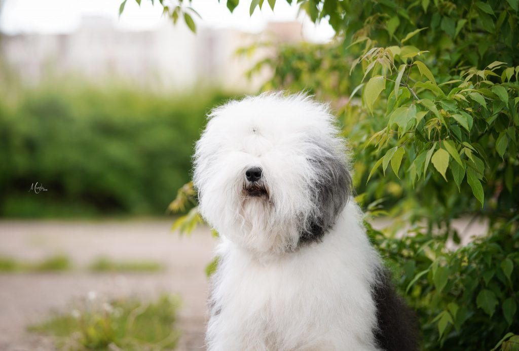 Собака FURRY MIRACLE NEW WONDER