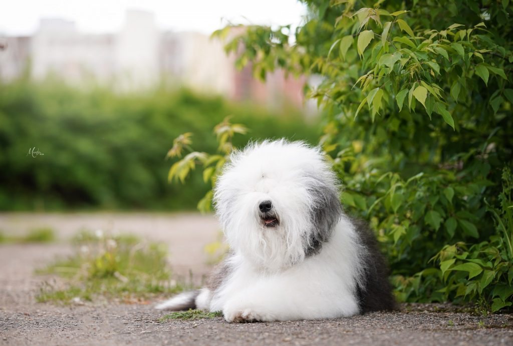 Собака FURRY MIRACLE NEW WONDER