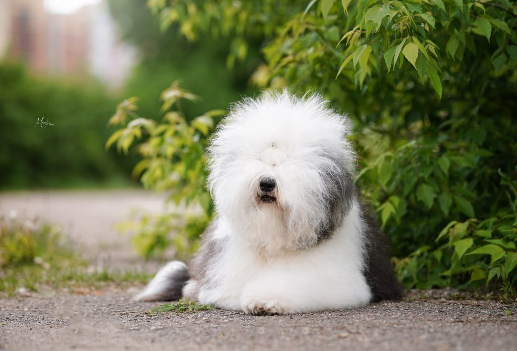 Собака FURRY MIRACLE NEW WONDER