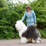 Собака FURRY MIRACLE ZIGZAG ZOOMER