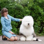Собака FURRY MIRACLE ZIGZAG ZOOMER