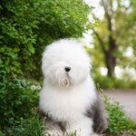 Собака FURRY MIRACLE ZIGZAG ZOOMER