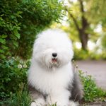 Собака FURRY MIRACLE ZIGZAG ZOOMER