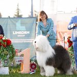 Собака FURRY MIRACLE ZIGZAG ZOOMER