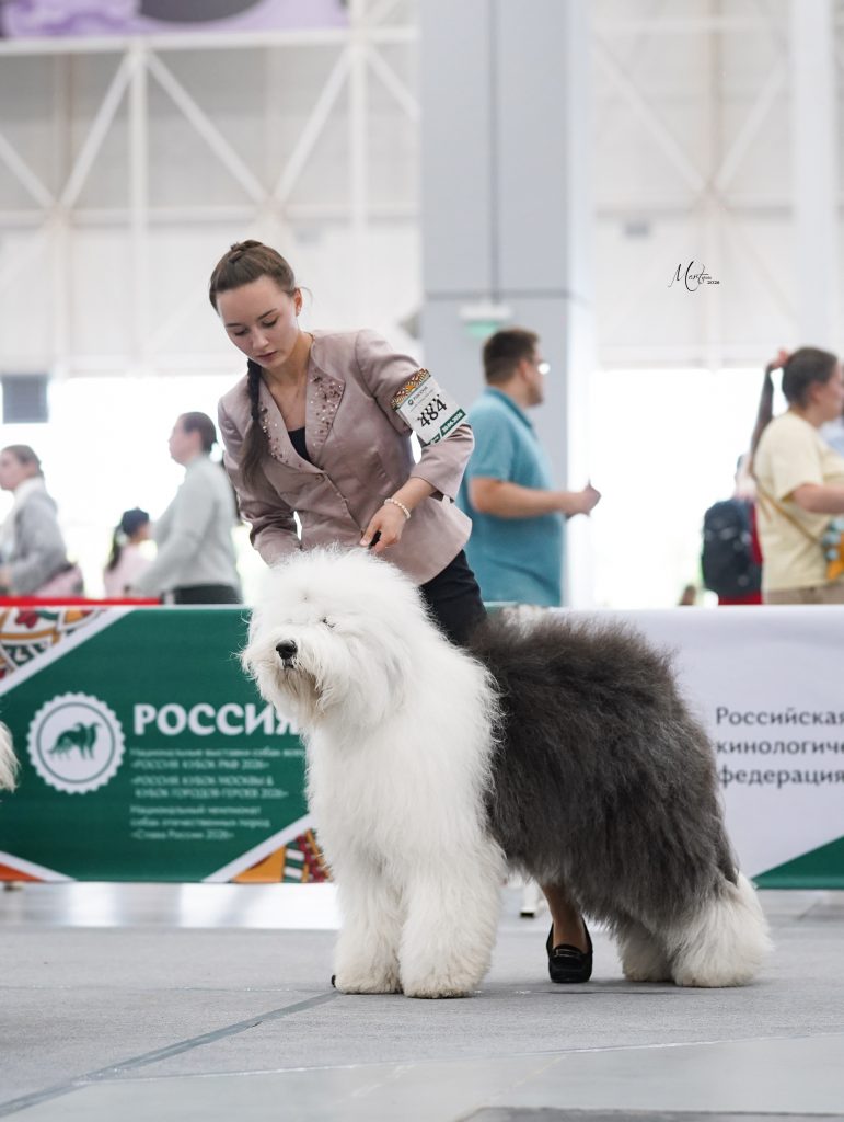 Собака JBIS JGCH FURRY MIRACLE ZEST OF CAKE ZYMA