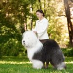 Собака FURRY MIRACLE ZIGZAG ZOOMER