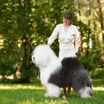 Собака FURRY MIRACLE ZIGZAG ZOOMER