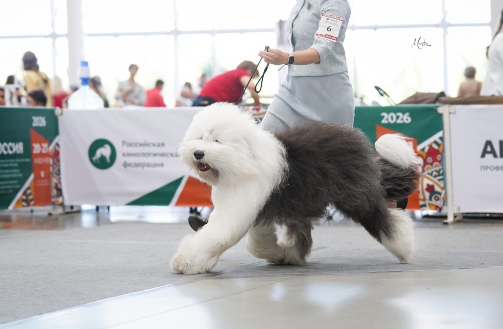 Собака JBIS JGCH FURRY MIRACLE ZEST OF CAKE ZYMA