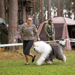 Собака FURRY MIRACLE ZIGZAG ZOOMER