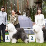 Собака FURRY MIRACLE ZIGZAG ZOOMER