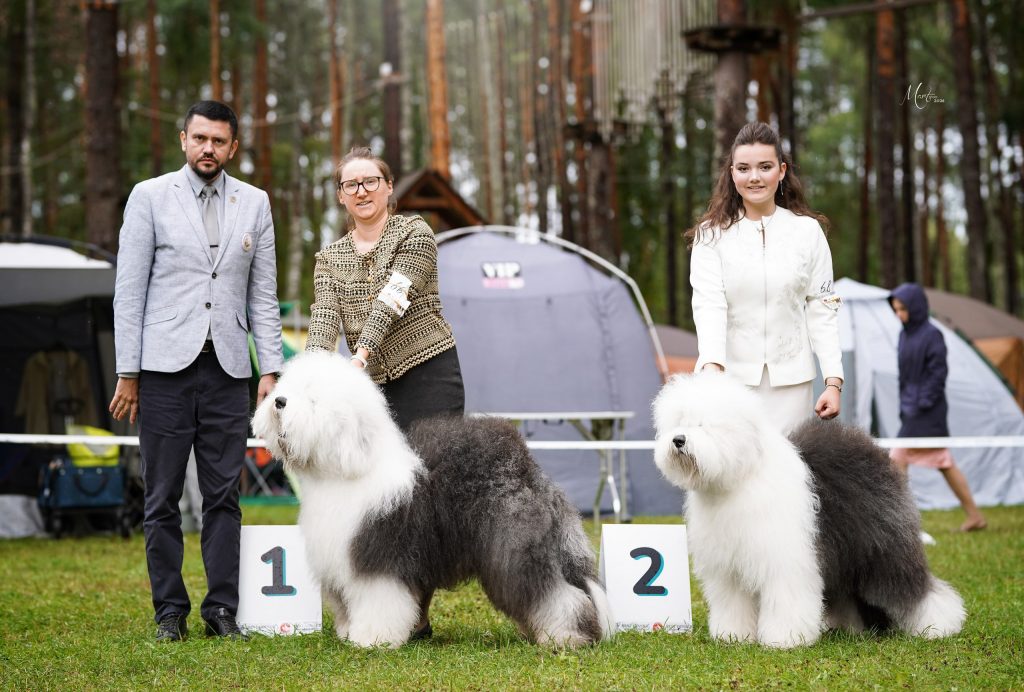 Собака JBIS JGCH FURRY MIRACLE ZEST OF CAKE ZYMA