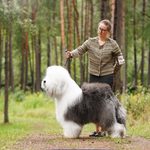 Собака FURRY MIRACLE ZIGZAG ZOOMER