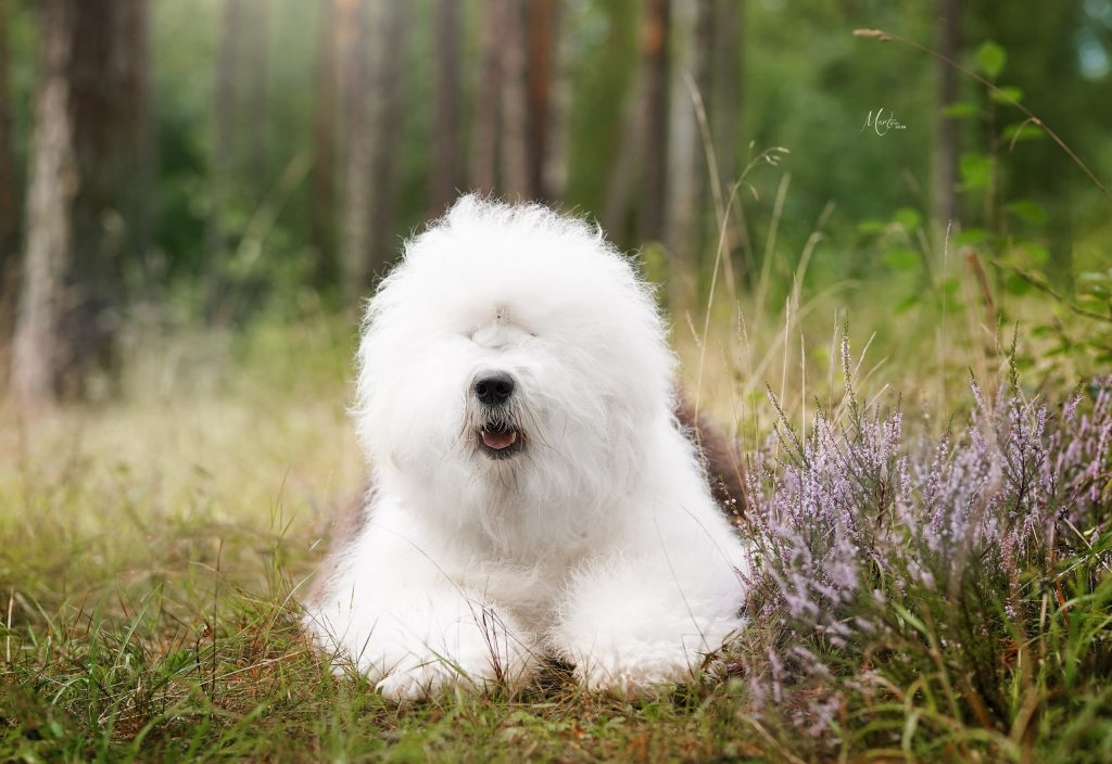 Собака JBIS JGCH FURRY MIRACLE ZEST OF CAKE ZYMA