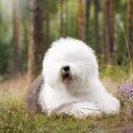Собака FURRY MIRACLE ZIGZAG ZOOMER