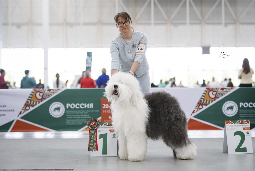 Собака JBIS JGCH FURRY MIRACLE ZEST OF CAKE ZYMA