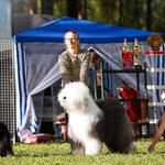 Собака FURRY MIRACLE ZIGZAG ZOOMER