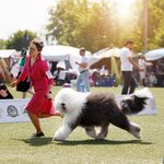Собака FURRY MIRACLE ZIGZAG ZOOMER
