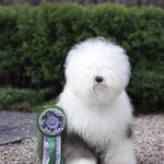Собака FURRY MIRACLE ZIGZAG ZOOMER