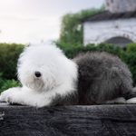 Собака FURRY MIRACLE ZIGZAG ZOOMER